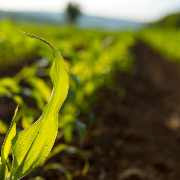 Agri _ Végétal